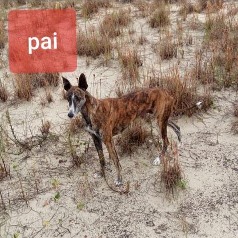 Vendo filhotes da raça galgo