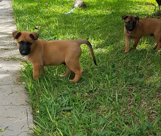 Pastor belga malinois - Foto 3