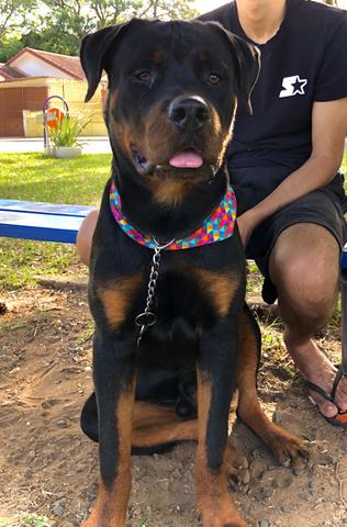 Rottweiler para cruza - Foto 3