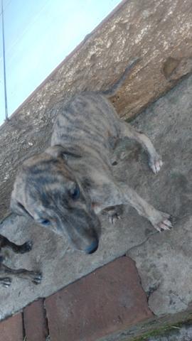 Galgo filhotes