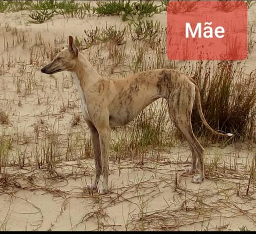 Vendo filhotes da raça galgo - Foto 2