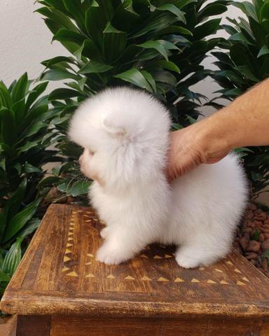 Spitz Alemão Anão Fêmea (Lulu da pomerânia anão) - Foto 4