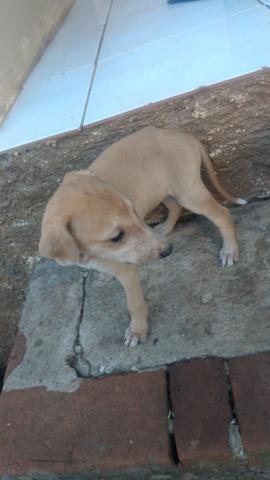 Galgo filhotes - Foto 2