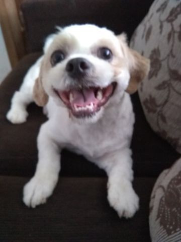 Cachorro - Foto 2