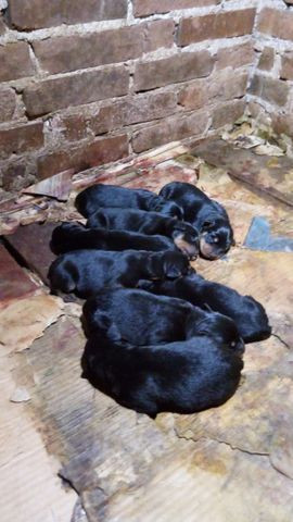 Cachorros - Foto 3