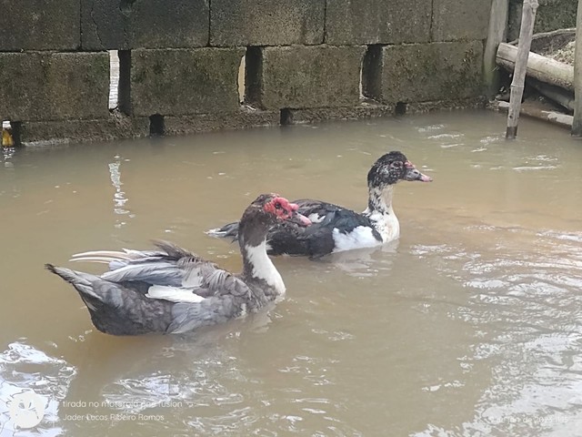 Patos 