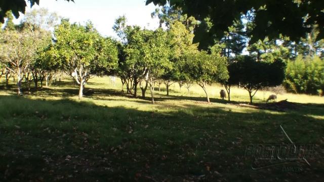 Chácara à venda em Sitio nono zonta, Passo fundo cod:8465 - Foto 6