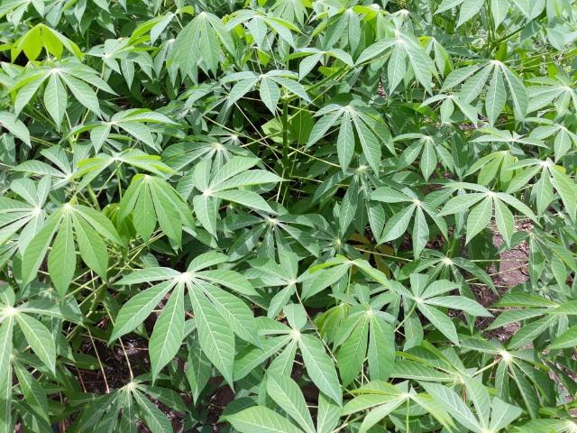 Ibimirim=Vend.5.500 mil por Hect=Fazenda mil Hect. Pronta pra Criar e Plantar=Água,Energia - Foto 3