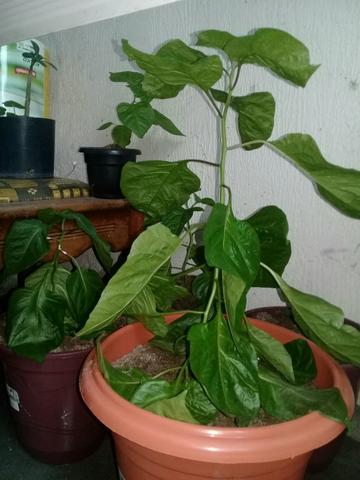 Carolina reaper - Foto 3