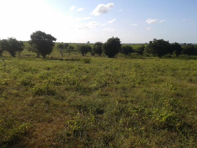 Fazenda com 290 há, casa, curral, 4 barreiros, muito pasto - Foto 10