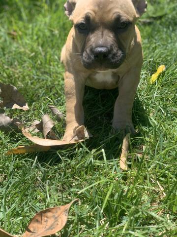 Filhotes American Bully Pocket - Foto 2