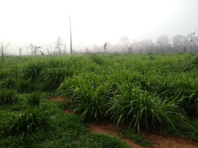 Vendo Fazenda em Novo Prigresso/PA - Foto 17