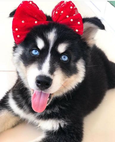 Filhotes de husky siberiano - Foto 5