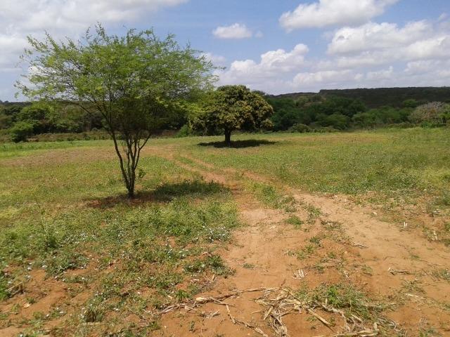Fazenda com 62 há na br 304, com rio potengi, casa, deposito - Foto 7