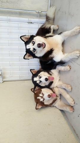 Husky siberiano disponível - Foto 2