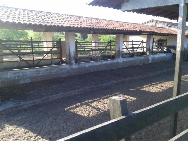 Fazenda com 290 há, casa, curral, 4 barreiros, muito pasto - Foto 4
