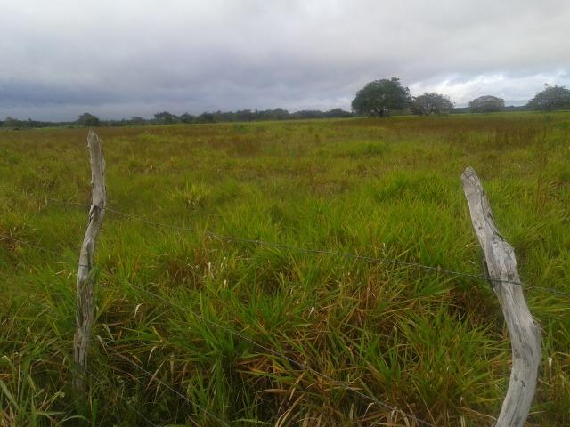 Fazenda com 110 há a 20 km de macaíba, 4 casas, 3 poços, riacho, barreiro - Foto 3