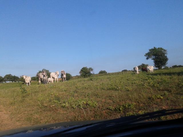 Fazenda com 290 há, casa, curral, 4 barreiros, muito pasto - Foto 6