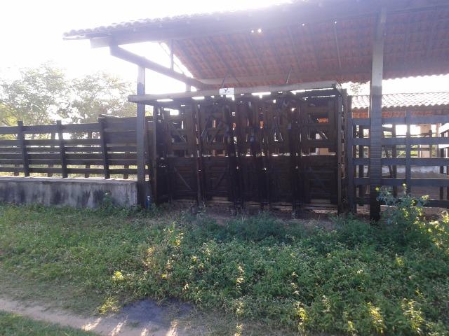 Fazenda com 290 há, casa, curral, 4 barreiros, muito pasto - Foto 9
