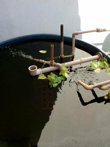 Aquaponia - Foto 2