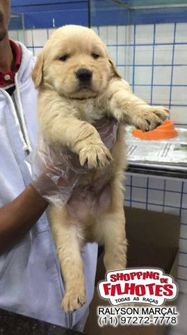 Golden Retriever Filhotes Parrudos E Saudaveis Legitimo Padrao Europeu Cachorros E Acessorios Centro Itapecerica Da Serra 716788309 Olx
