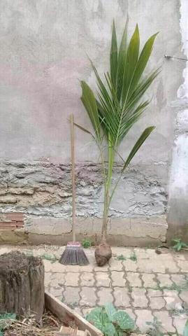 VENDO Mudas de Coco Formadas Anão