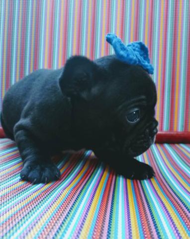Buldogue francês, vacinados 45 dias pedigree - Foto 5