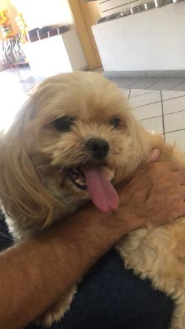 Procuro namorada - Lhasa Apso