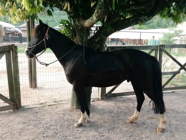 Cavalo picaço manso - Foto 2