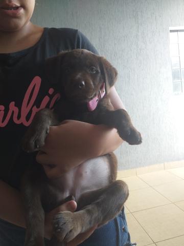 Filhote labrador