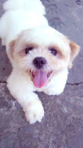 Cachorro - Foto 3