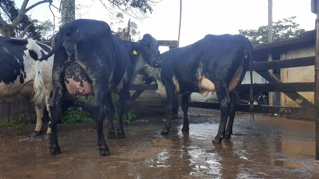 Novilhas e vacas leiteiras a venda 