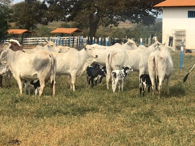 Fazenda 388 Alqueires, Vários Galpões (1 para 450 Vacas), 8 Reservatórios de Água, Garador - Foto 20