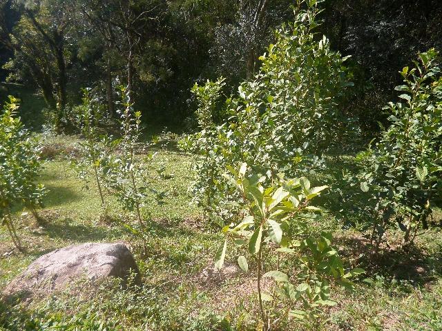 Chácara 32247 m², bem cuidada - Foto 9