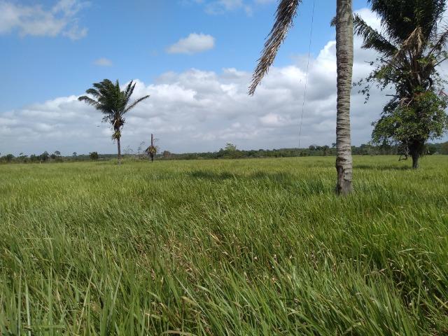 75 hectares a 60 km de Castanhal-Pará, por 650 mil reais - Foto 12
