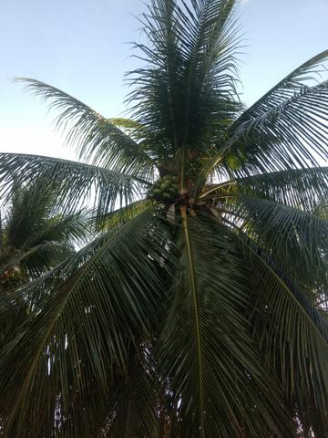 Vende-se coco verde!