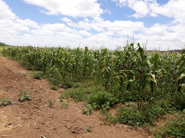 Ibimirim=Vend.5.500 mil por Hect=Fazenda mil Hect. Pronta pra Criar e Plantar=Água,Energia - Foto 9