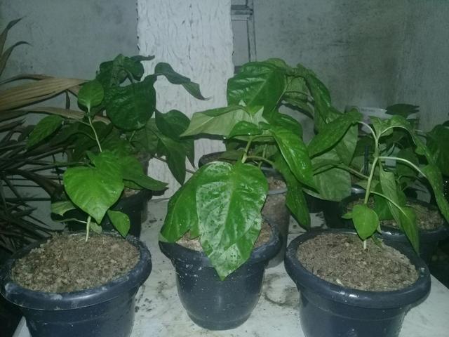 Carolina reaper - Foto 6