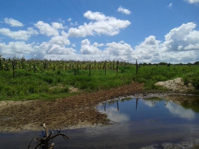 Fazenda com 38 há em são pedro do potengi, casa, curral, barreiro, rio potengi - Foto 8
