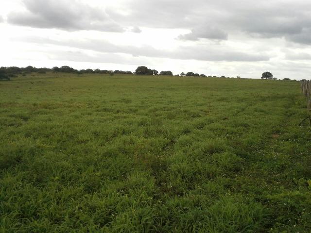 Fazenda com 80 há na br 304, casa, curral,aprisco, rio potengi - Foto 16
