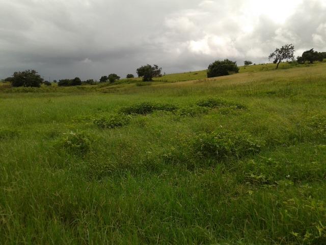Fazenda com 63 há em brejinho, 10 barreiros, curral - Foto 6
