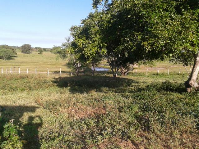 Fazenda com 290 há, casa, curral, 4 barreiros, muito pasto - Foto 15