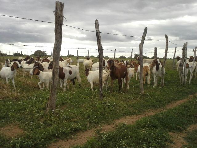 Fazenda com 80 há na br 304, casa, curral,aprisco, rio potengi - Foto 2