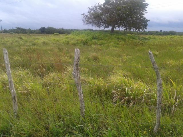 Fazenda com 110 há a 20 km de macaíba, 4 casas, 3 poços, riacho, barreiro - Foto 10