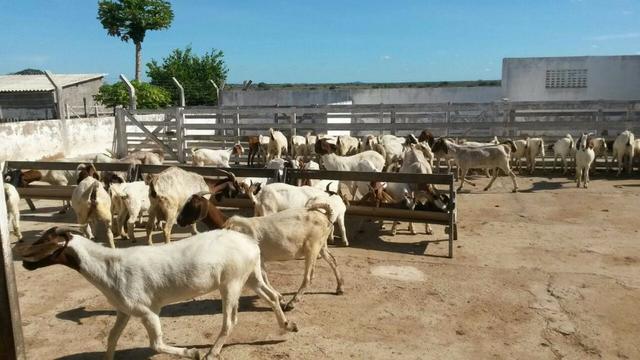 Fazenda com 80 há na br 304, casa, curral,aprisco, rio potengi - Foto 6