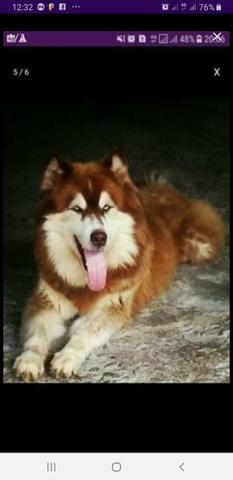 Filhotes de husky siberiano - Foto 2