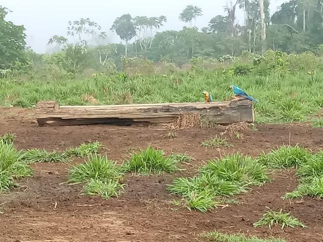 Vendo Fazenda em Novo Prigresso/PA - Foto 12