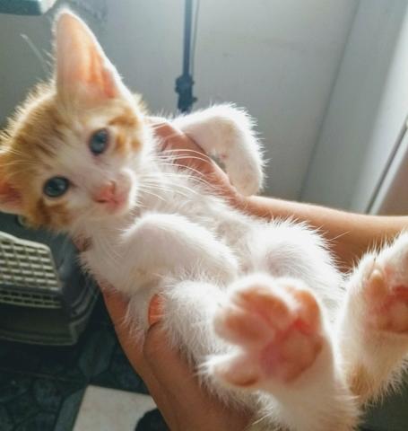Lindos bebes para adoção