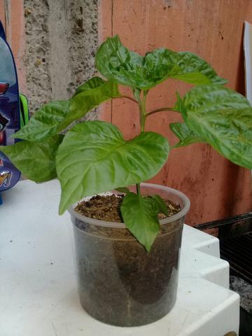 Carolina reaper - Foto 5