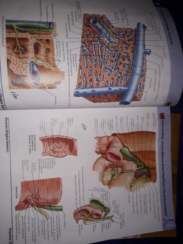 Dois Atlas de Anatomia Humana de Frank Netter - volumes 1 e 2 - Foto 6